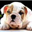 Bulldog