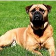 Bullmastiff