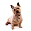 Cairn Terrier