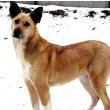 Canaan Dog