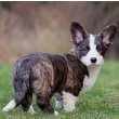 Cardigan Welsh Corgi