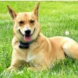 Carolina Dog