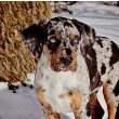 Catahoula Leopard Dog