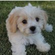 Cavachon