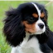 Cavalier King Charles Spaniel