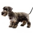 Cesky Terrier