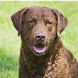 Chesapeake Bay Retriever