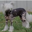 Chinese Crested
