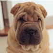 Chinese Shar Pei