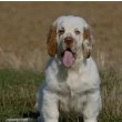 Clumber Spaniel