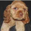 Cocker Spaniel