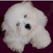 Coton de Tulear