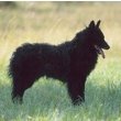 Croatian Sheepdog