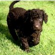 Curly Coated Retriever