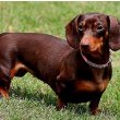 Dachshund