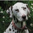 Dalmatian