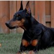 Doberman Pinscher