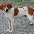 English Foxhound