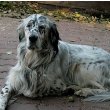 English Setter