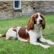 English Springer Spaniel