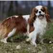 English Toy Spaniel