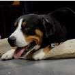 Entlebucher Mountain Dog