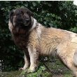 Estrela Mountain Dog