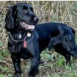 Field Spaniel