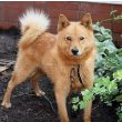 Finnish Spitz