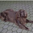 German Longhaired Pointer