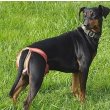 German Pinscher