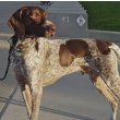 German Shorthaired Pointer