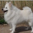 German Spitz