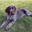 German Wirehaired Pointer