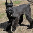 Giant Schnauzer