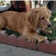 Golden Cocker Retriever