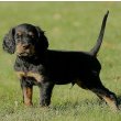 Gordon Setter