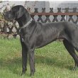 Great Dane