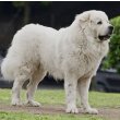 Great Pyrenees