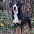 Greater Swiss Mountain Dog