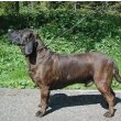 Hanoverian Scenthound