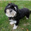 Havanese