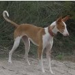 Ibizan Hound