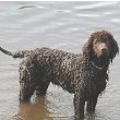 Irish Water Spaniel