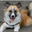 Icelandic Sheepdog