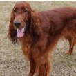 Irish Setter