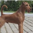 Irish Terrier