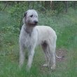 Irish Wolfhound