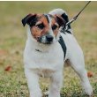 Jack Russell Terrier