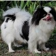 Japanese Chin